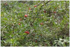 Capparis zeylanica